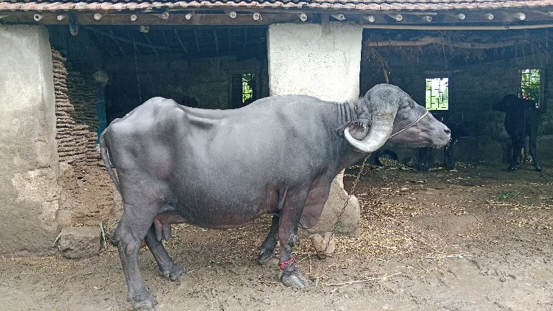 ભેંશ વેચવાની છે