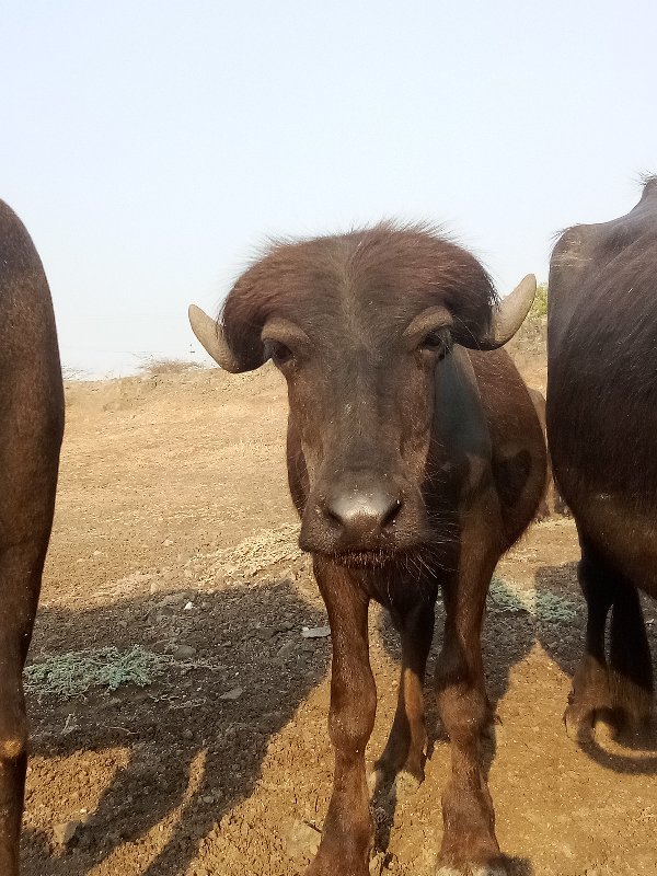 પાડો વૅચવાનો છૅ...