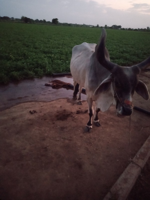 આવોબરધ લેવાનોસે