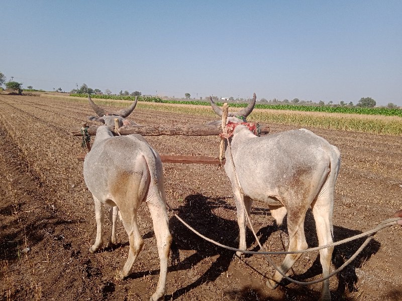 બળદ વેચવાના છે