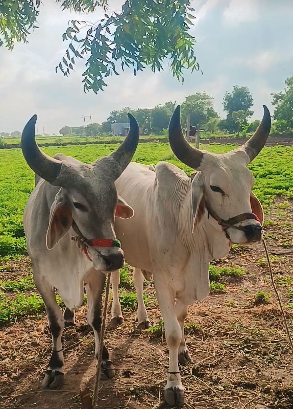 ગોઢલા વેચવાના છ...