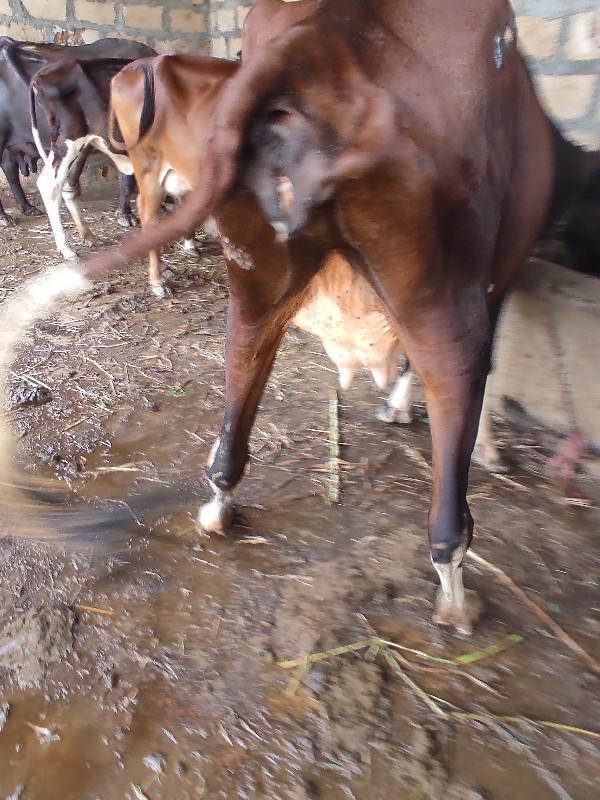 ગાય દેવાની છે