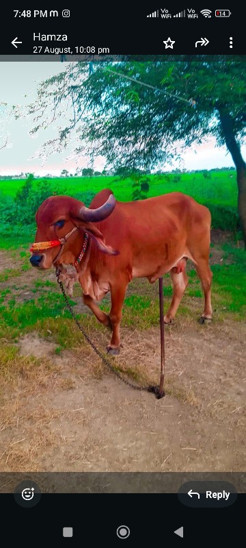 ગીર ગાય સાટા કર...