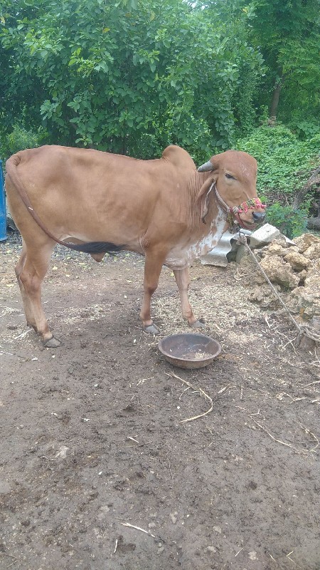 વાછડી વેચવાની છ...