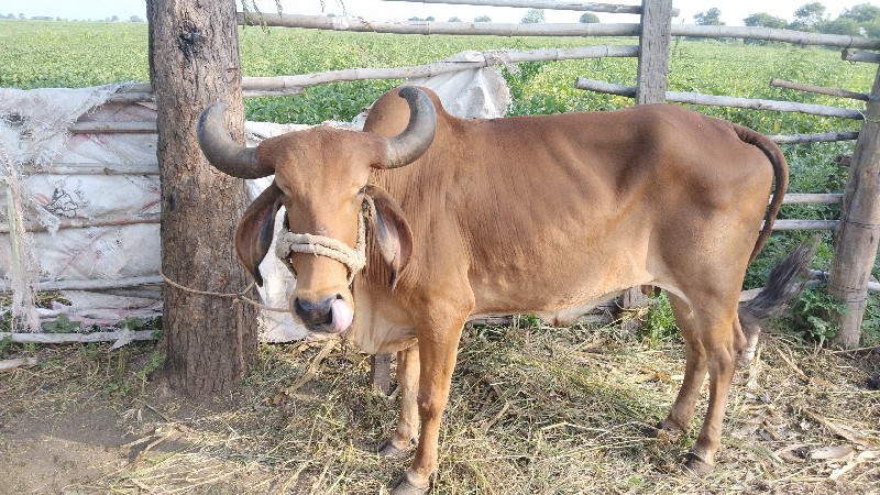 ગીર ગાય વેચવાની...