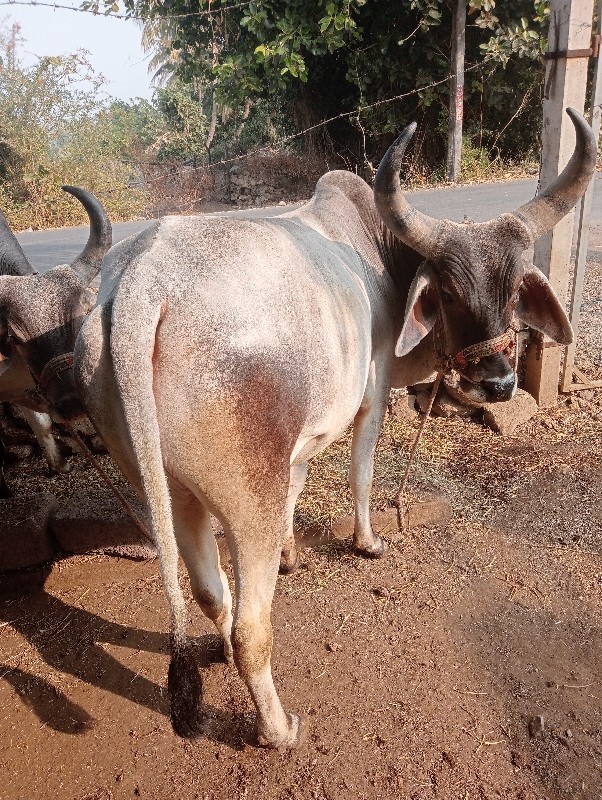 ગોંઢલા વેચવાના...