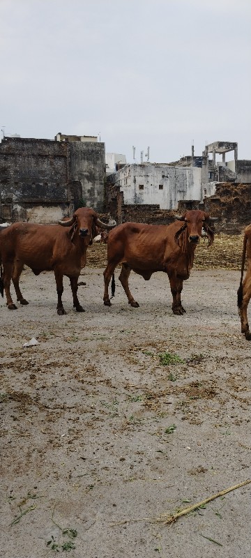 ગાય વેચવાની છે