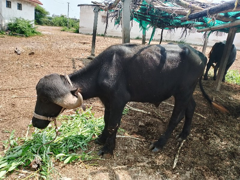 પાડો વેચવાનો છે