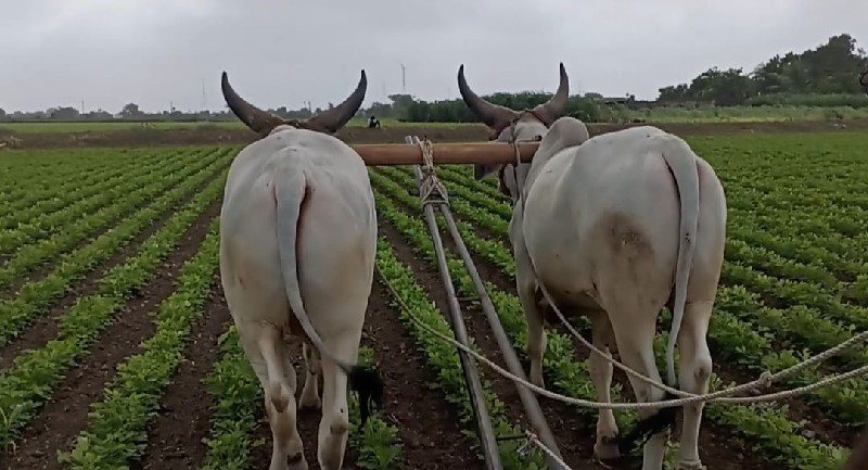 વાછડો વેચવાન છે