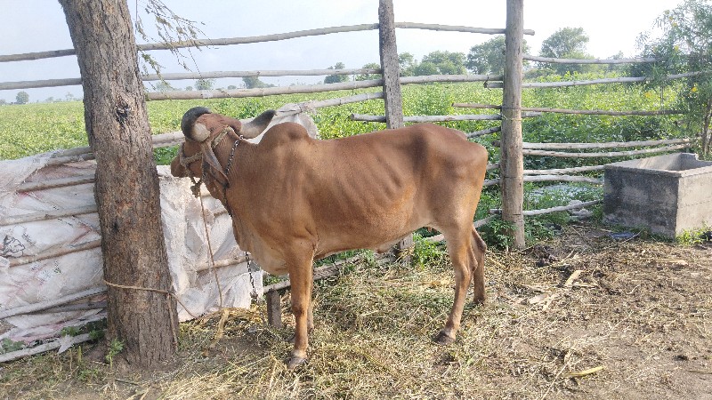 ગીર ગાય વેચવાની...