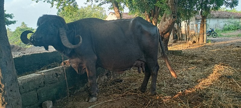 ચોથું વેતર