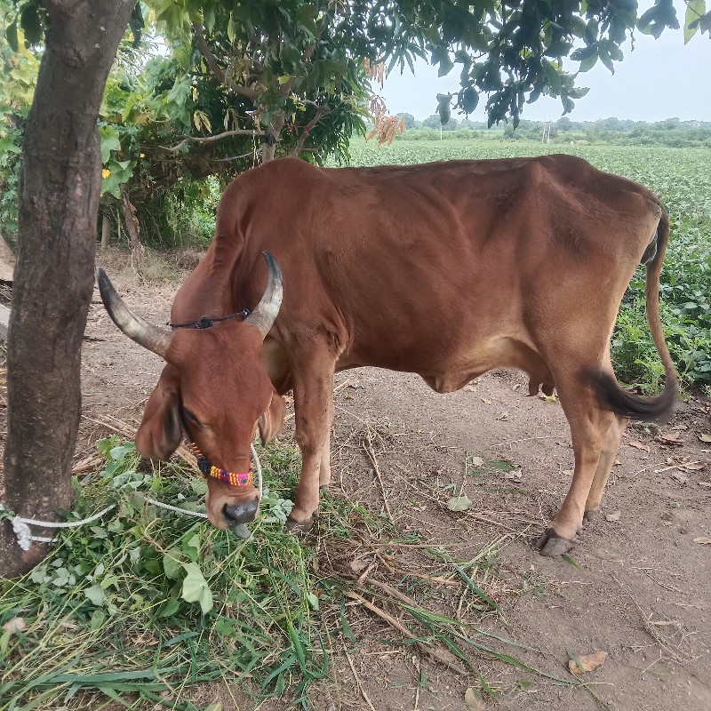 ગાય વેશવાની છે