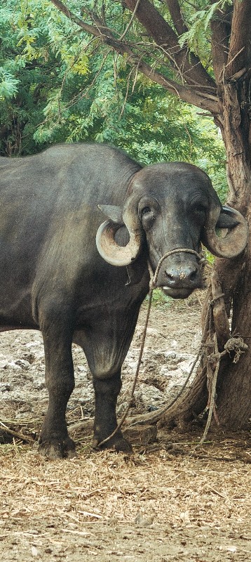 જાફરબાદી ખડાય