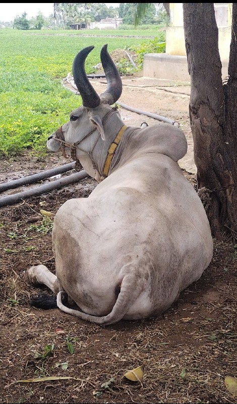 બળદ ત્રણ વાવણી...