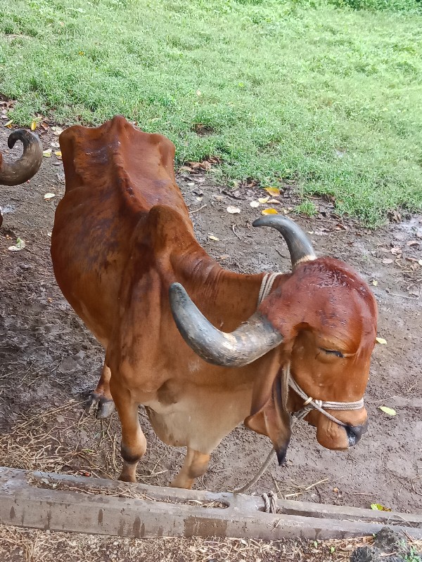 બળદ વેચવાના છે