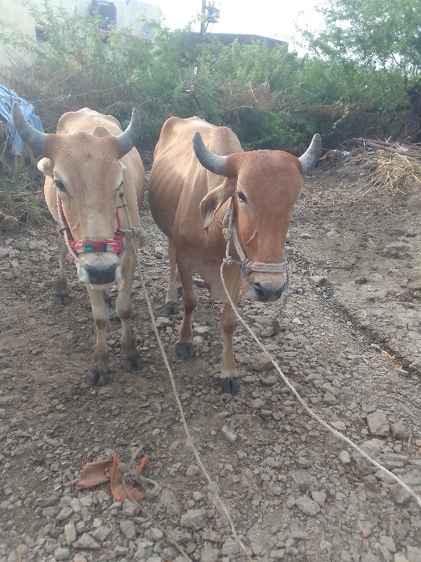 ગોઢલા વેચવાના છ...