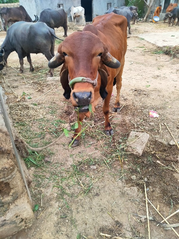 वाशडी वेशवानी छ...