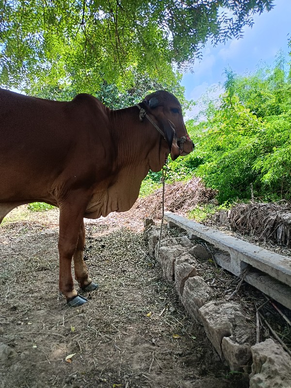 સોજી સે સાવ