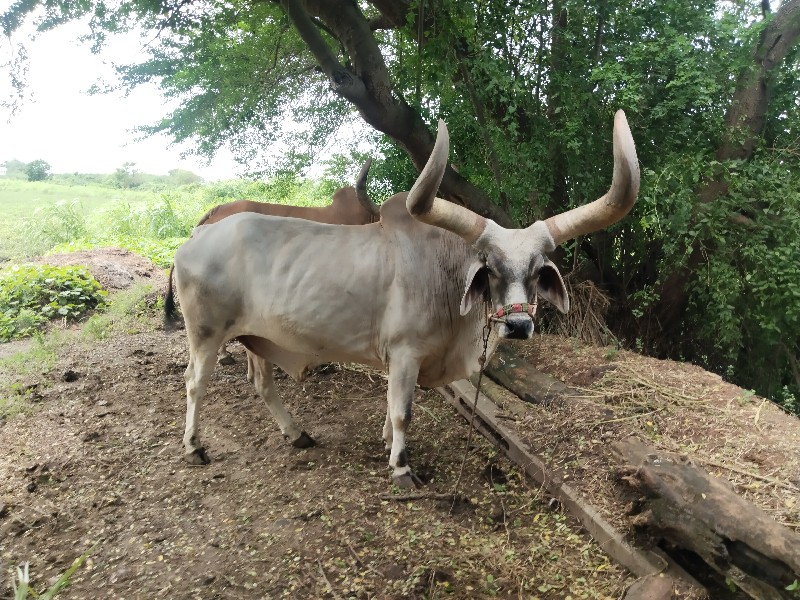 બળદ વહેચવાનો છે...