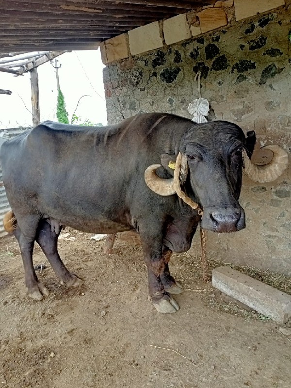 9 દૂધ નવલિકા