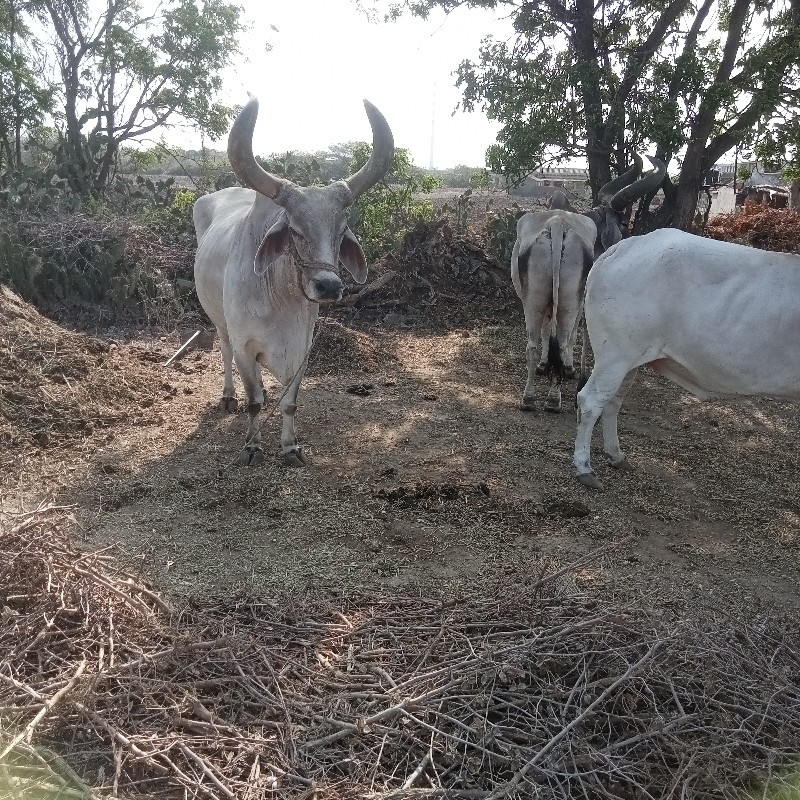 ૭ ધર  બધી જવાબદ...