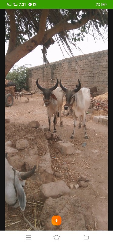 ગોઢલા વેચવાના છ...