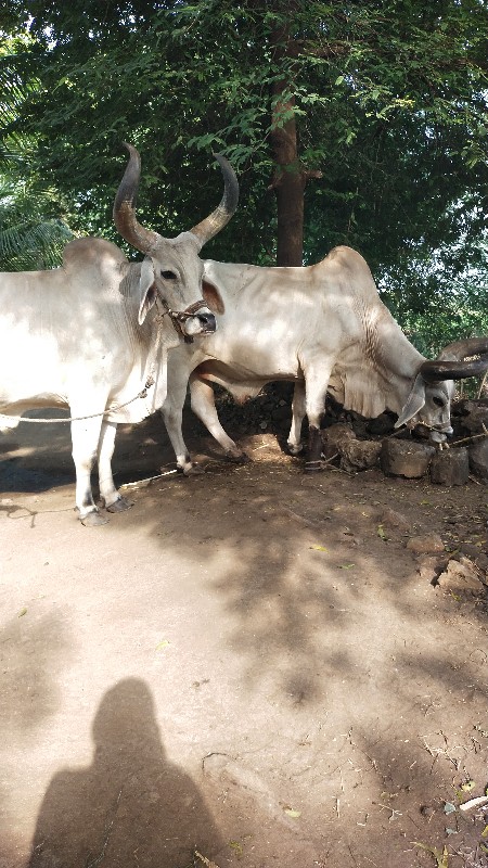 બળદ વેચવાના છે