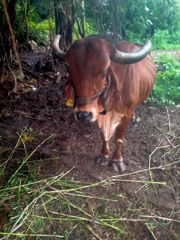 ગાય વેચવાની છે