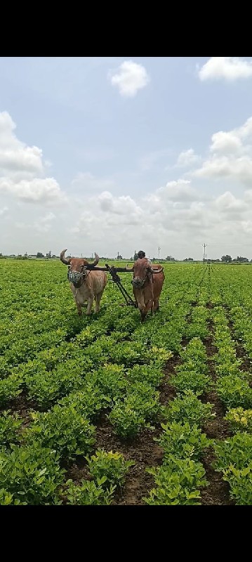 બરધ વેચવાના છે