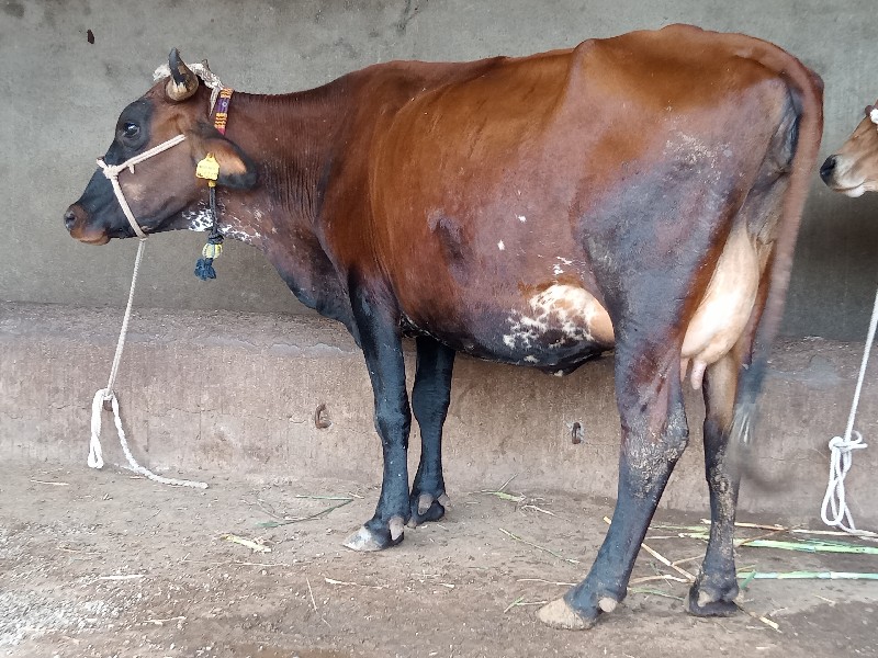 જર્સી ગાય વેચવા...