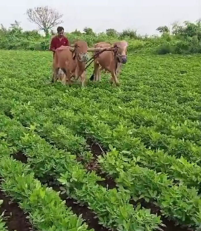 ગોધલા વેસવાનાસે