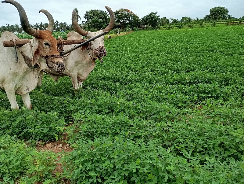 બરધ