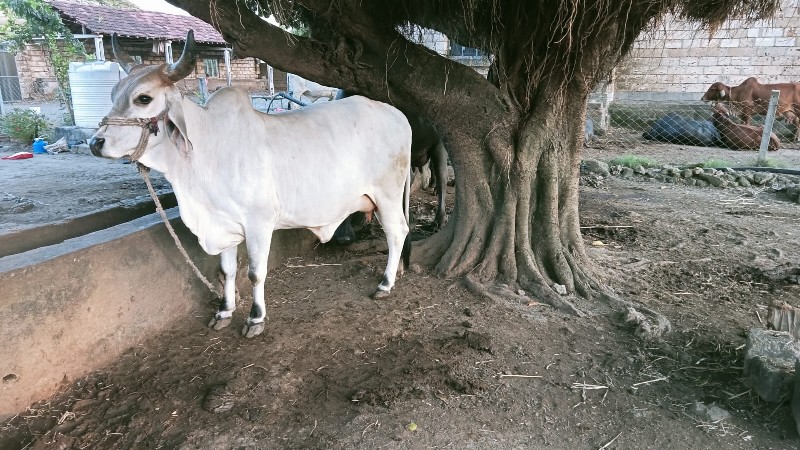 કાંકરેજ હોડકી વ...