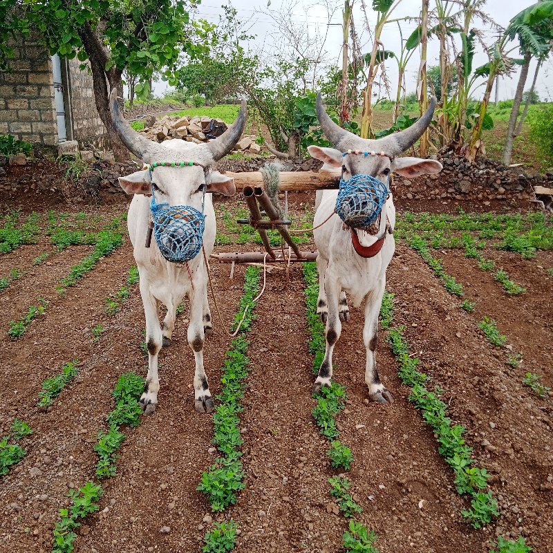 બળદ વેચવાના છે