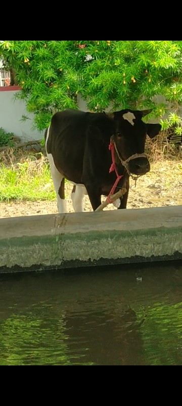 જર્શી ઓડકી વેચવ...