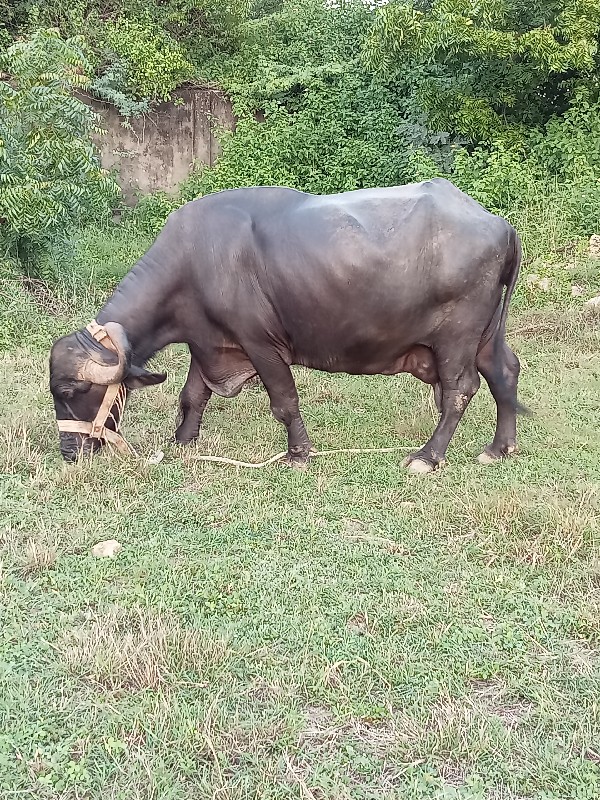 ભેંસ વેચવાની છે