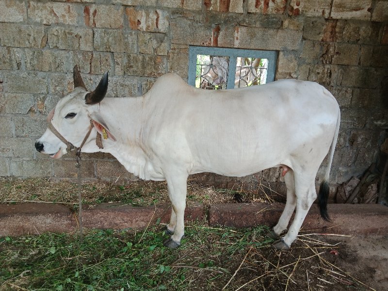 કાકરેજ