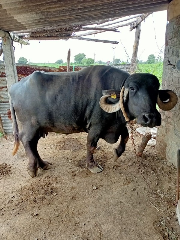 9 દૂધ નવલિકા