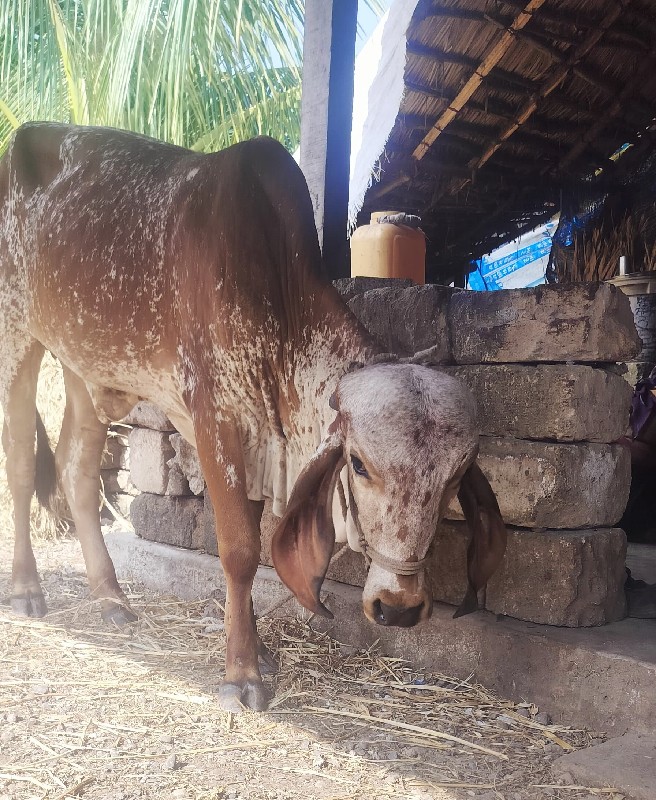 3 ગીર વાછડી વેચ...