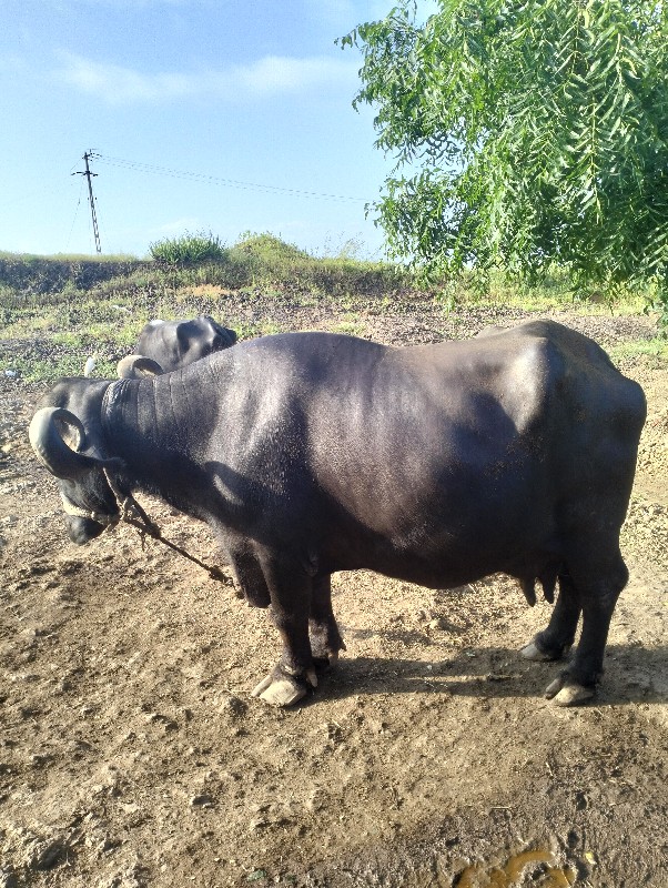 ૩ વેતર વાયે ૨ દ...