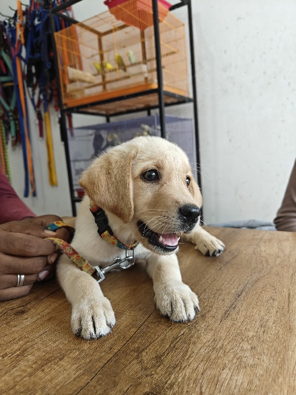 Labrador