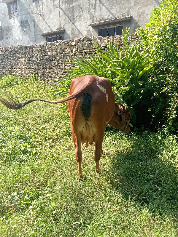 પેલુ વેતર પાંચ...