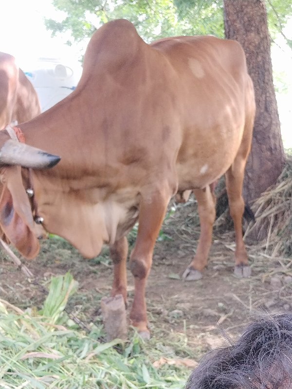 ગાય વેચવાની છે