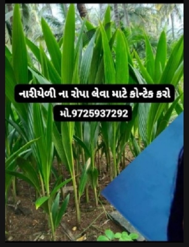 નારિયેળીના રોપા...