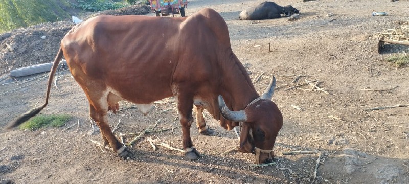 ગીર ગાય