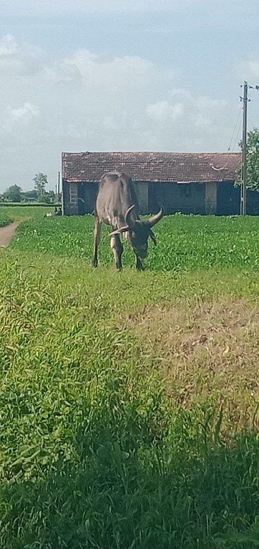 બળદ વેચવાનો છે