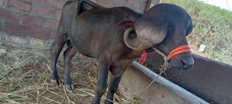 પાડો વેચવાનો છે