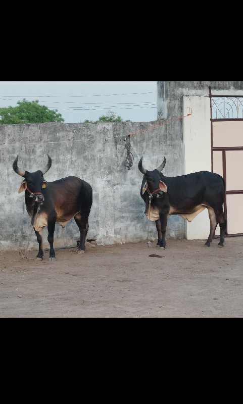 જાંબાં વઢિયારા...