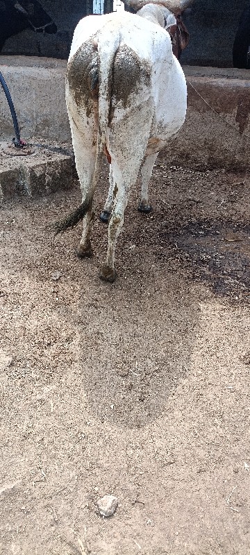 ગાય વેચવાની છે...