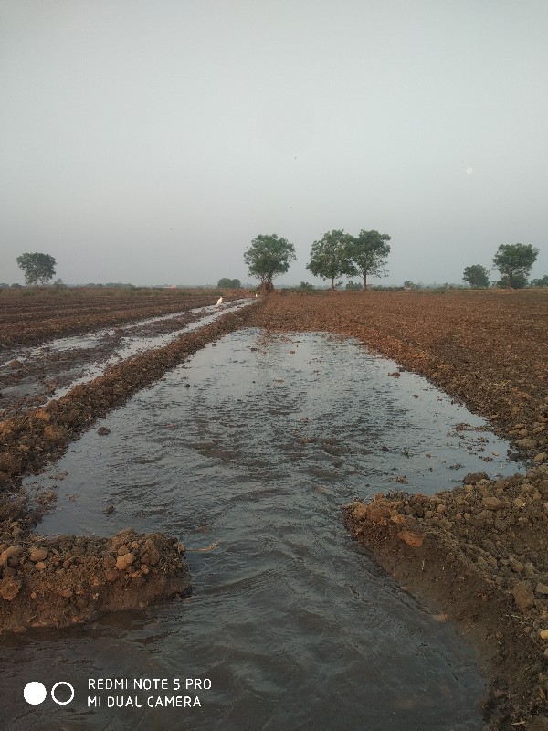 ડુંગળીનુ બીયારણ...